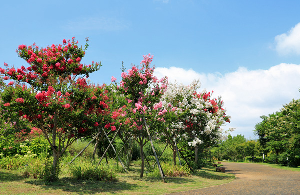 山百合の咲く小峰公園 山百合の咲く小峰公園