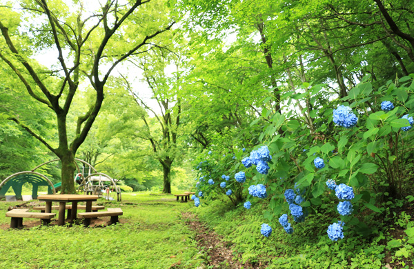 紫陽花の咲く小峰公園 紫陽花の咲く小峰公園