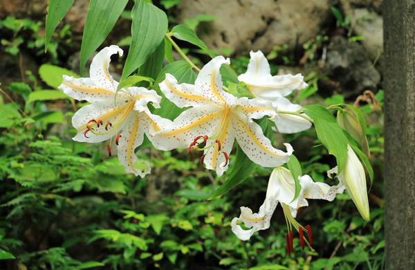 山百合の咲く小峰公園 山百合の咲く小峰公園