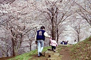 桜咲く富士見台公園
