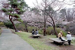 桜咲く平山城址公園