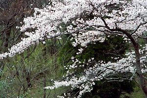 桜咲く平山城址公園