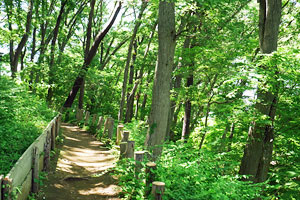 片倉城跡公園−雑木林