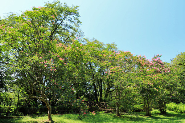 夏の片倉城跡公園 夏の片倉城跡公園