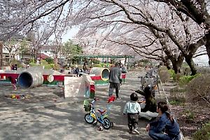 桜咲く元横山公園