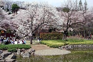 桜咲く陵南公園