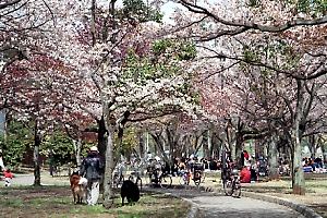 桜咲く陵南公園
