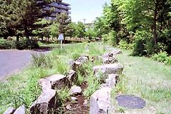 柳沢の池公園−小川