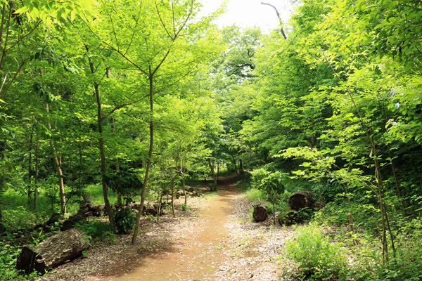原町田ふるさとの森 原町田ふるさとの森