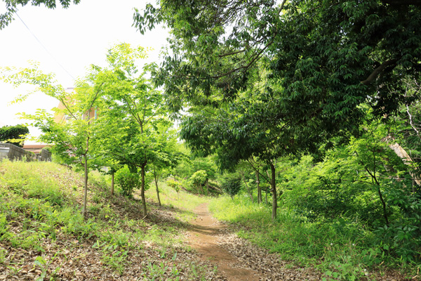 原町田ふるさとの森 原町田ふるさとの森