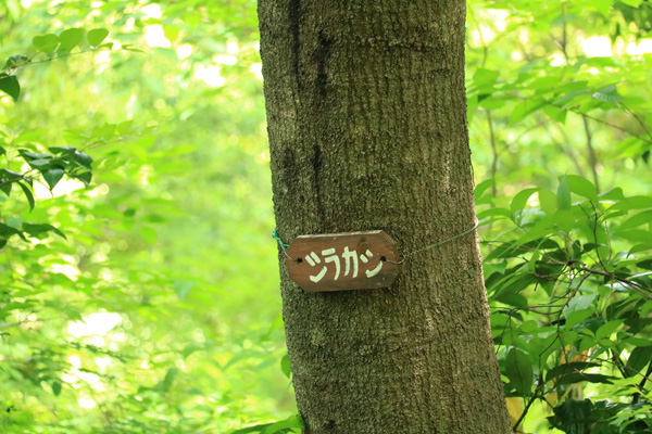 原町田ふるさとの森 原町田ふるさとの森