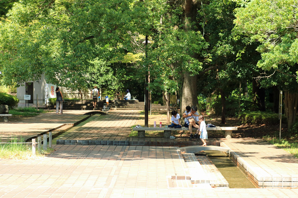 夏の芹ヶ谷公園 夏の芹ヶ谷公園