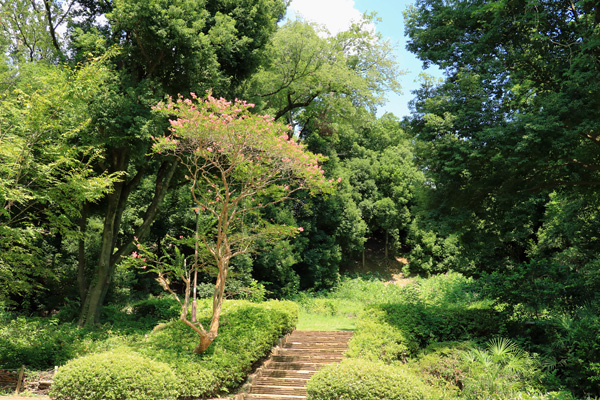 夏の芹ヶ谷公園 夏の芹ヶ谷公園