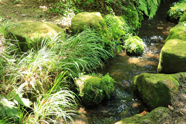 夏の芹ヶ谷公園 夏の芹ヶ谷公園