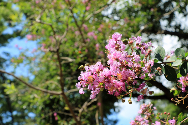 夏の芹ヶ谷公園 夏の芹ヶ谷公園