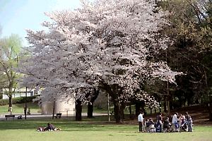 桜咲くつくし野セントラルパーク