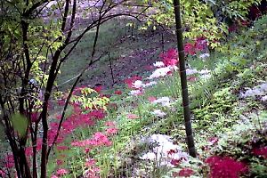 彼岸花の咲く薬師池公園