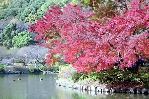 薬師池公園の紅葉