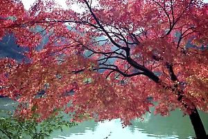 薬師池公園の紅葉