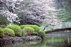 桜咲く薬師池公園