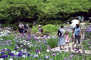 花菖蒲の咲く薬師池公園