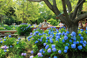 紫陽花の咲く相模原麻溝公園
