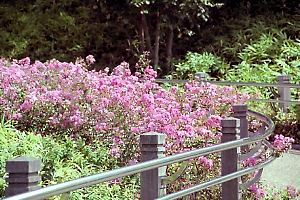 百日紅の咲く相模原麻溝公園