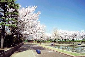 桜咲く鹿沼公園