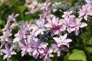 紫陽花の咲く相模原北公園