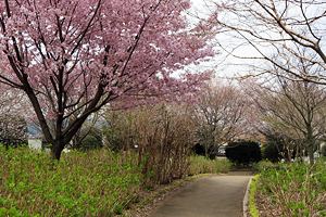 桜咲く相模原北公園