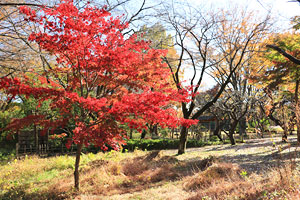 紅葉に染まる相模原公園