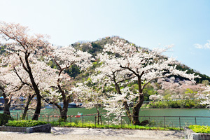 桜咲く水の苑地