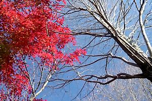 紅葉に染まる一本杉公園
