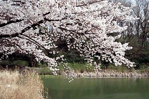 桜咲くもえぎ野公園