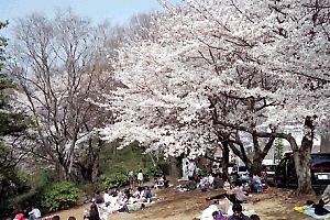 桜咲くもえぎ野公園