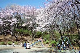 桜咲く桜台公園