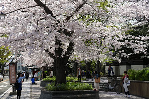 桜咲く元町公園