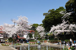桜咲く元町公園