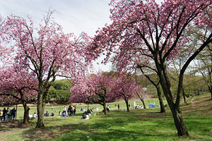 八重桜の咲く根岸森林公園