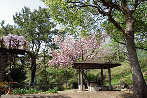 八重桜の咲く根岸森林公園