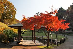 晩秋の大倉山公園