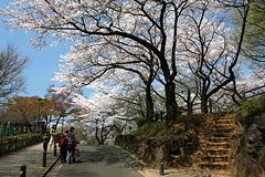 桜咲く大倉山公園