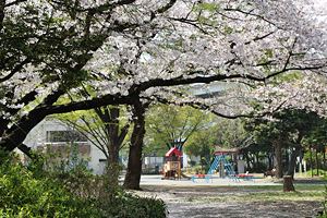 桜咲く神奈川公園