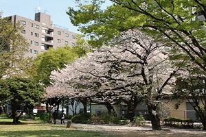 桜咲く神奈川公園