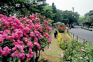 バラの咲く三ツ沢公園