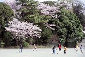 桜咲く三ツ沢公園