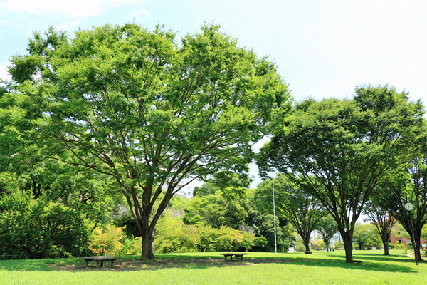北八朔公園 北八朔公園