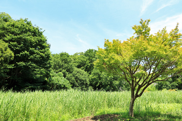 北八朔公園 北八朔公園