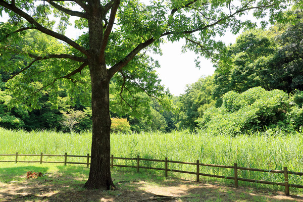 北八朔公園 北八朔公園