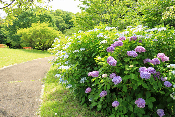 紫陽花の咲く四季の森公園 紫陽花の咲く四季の森公園